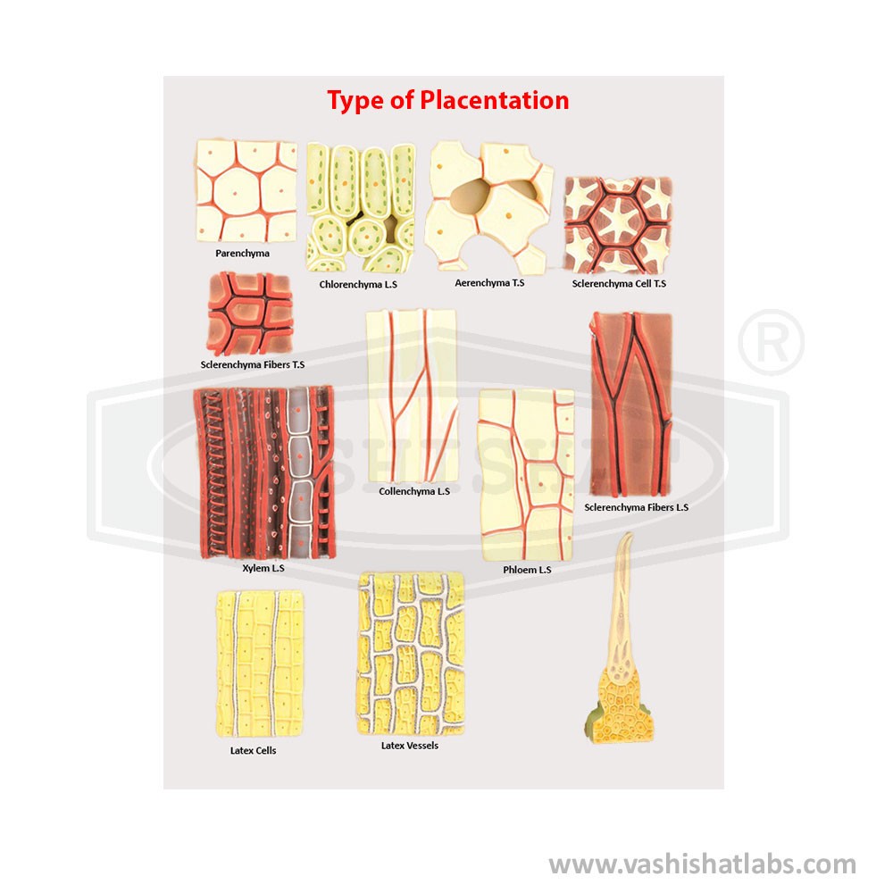 Types of plant Tissues